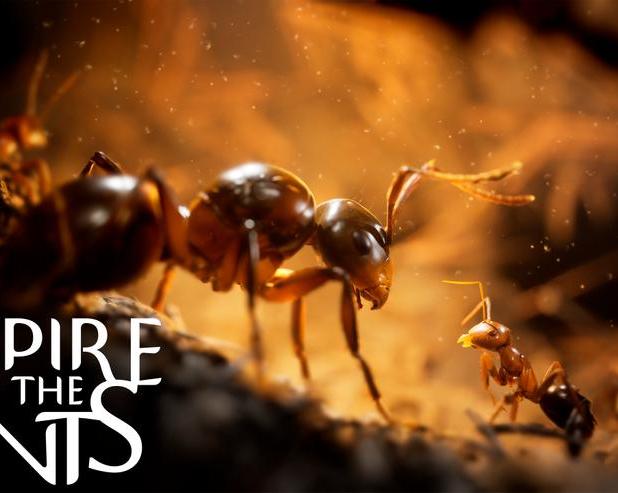 Разработчики стратегии Empire of the Ants выпустили релизный трейлер / Компьютерные и мобильные игры / iXBT Live